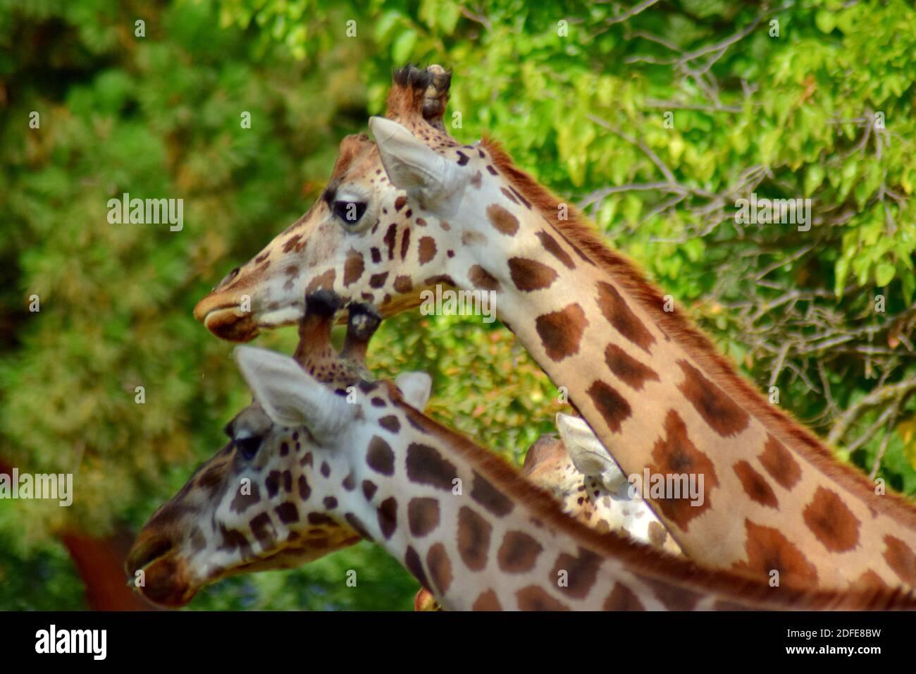 Giraffa Foto Stock