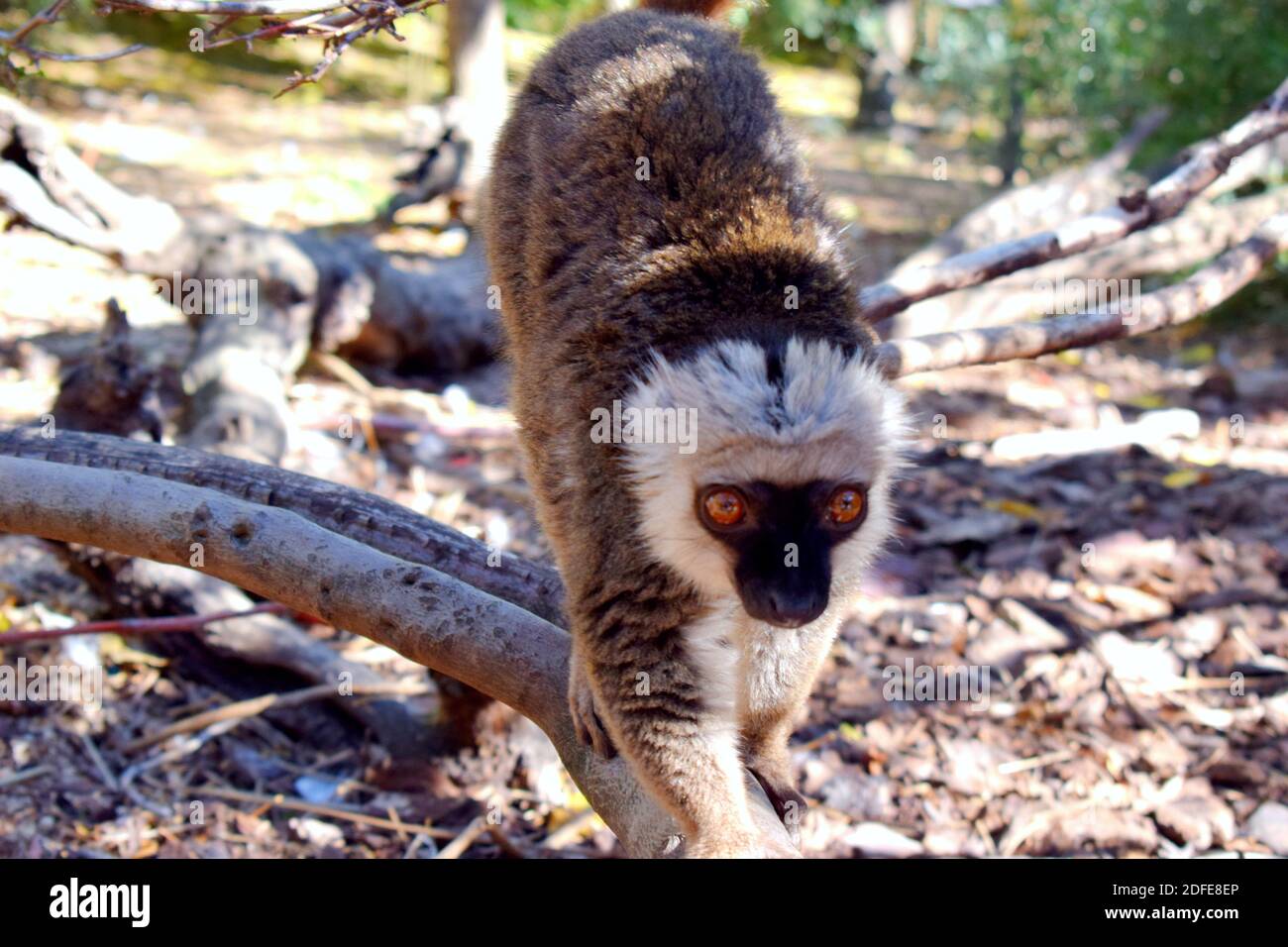 Madagascar Limur marrone Foto Stock