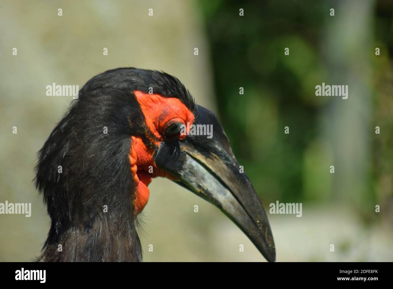 Bucorvus leadbeateri (bolletta di terra meridionale) Foto Stock