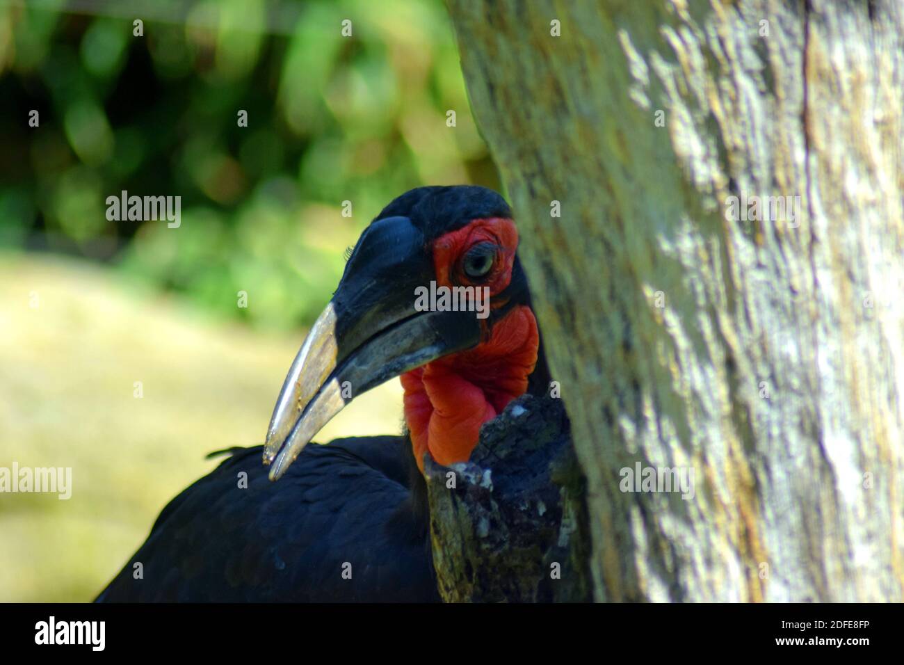 Bucorvus leadbeateri (bolletta di terra meridionale) Foto Stock