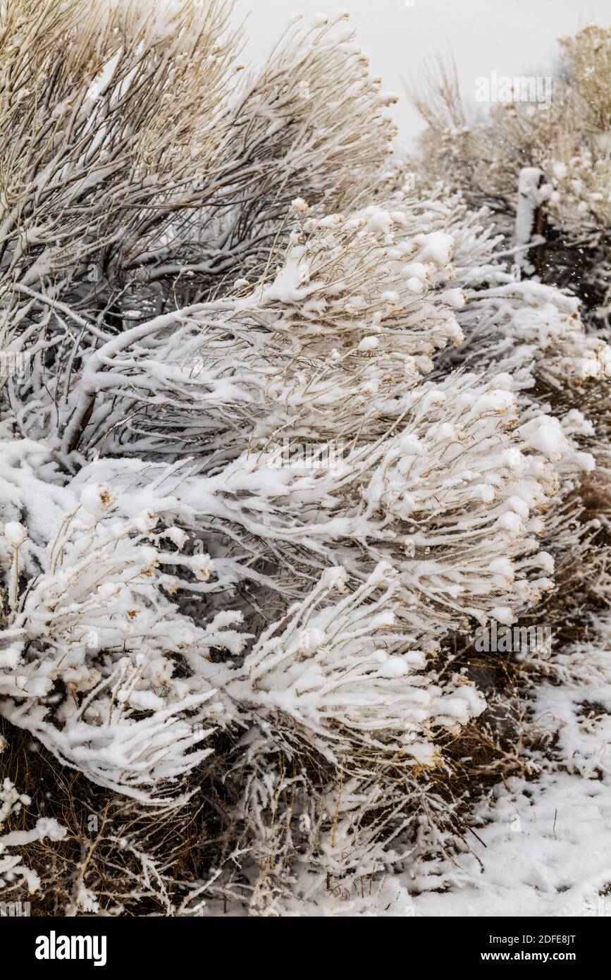 Il pennello arbusto ricoperto di neve fresca bagnata crea motivi grafici; Vandaveer Ranch; Salida; Colorado; USA Foto Stock
