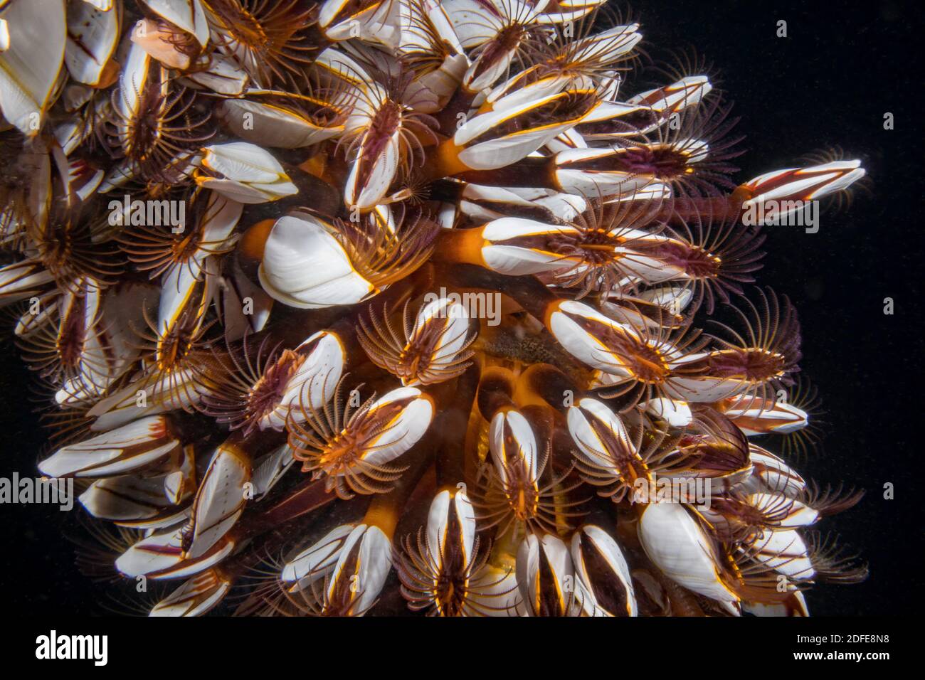 I barnacoli a collo d'oca, Lepas anatifera, che si nutrono di notte sotto un molo nelle Filippine. Conosciuto anche come stalked barnacles, i barnacles comuni dell'oca, pela Foto Stock