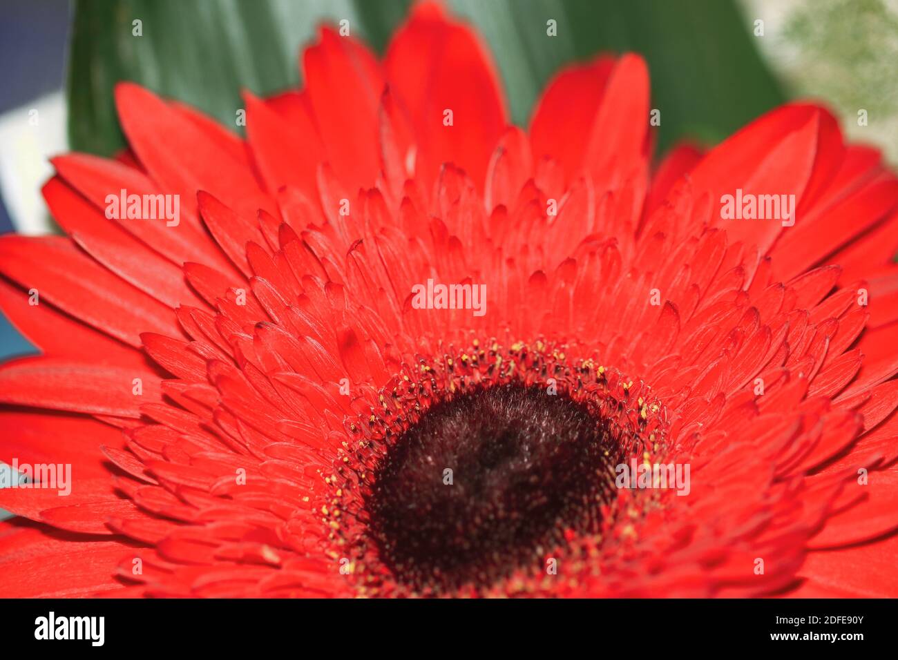 Testa di fiore di colore rosso Foto Stock
