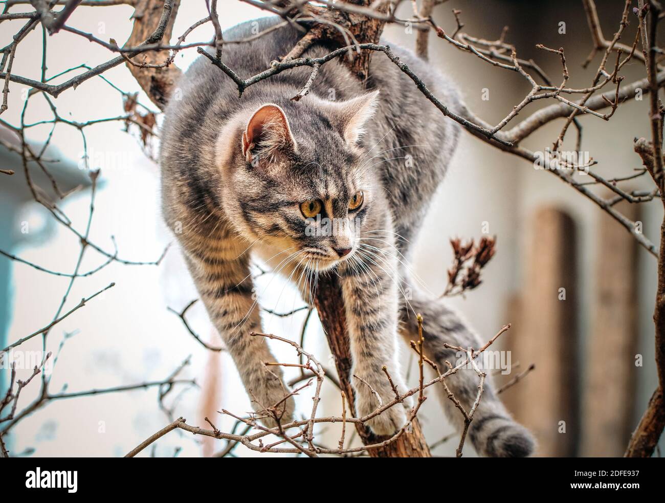 Un gatto che si arrampica nell'albero Foto Stock