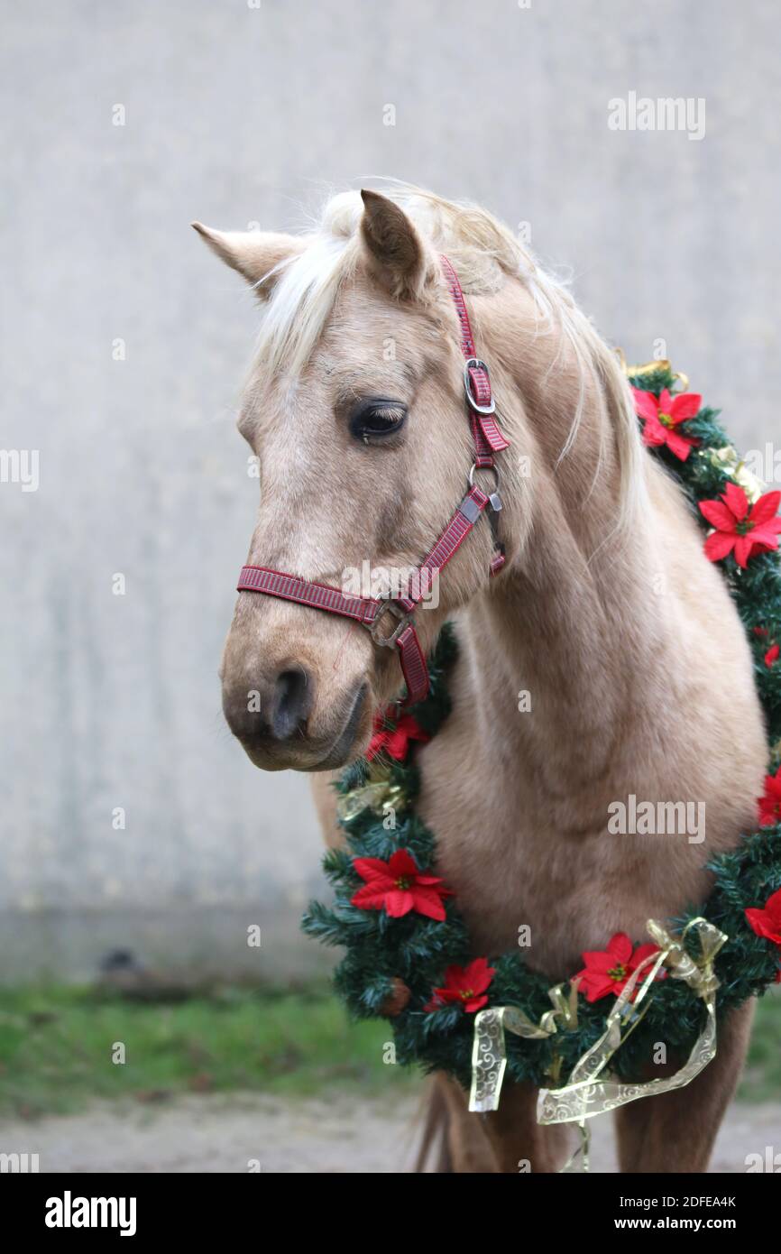 Bel ritratto di un giovane cavallo da sella nella corona di natale  decorazione tempo di natale Foto stock - Alamy