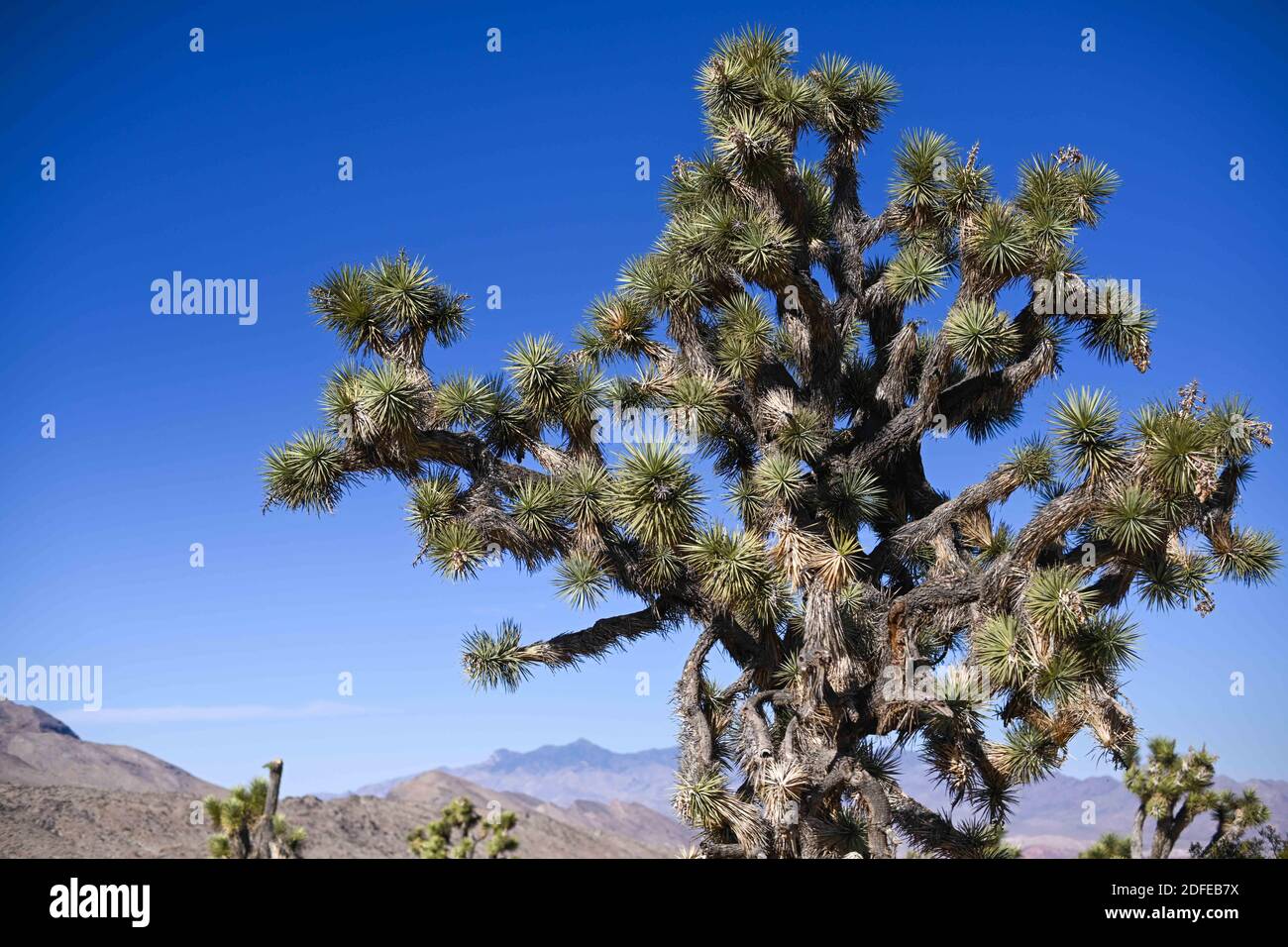 Gli alberi di Joshua sono visti vicino al monumento nazionale di Gold Butte, martedì 10 novembre 2020, vicino a Mesquite, Never. (Dylan Stewart/immagine dello sport) Foto Stock