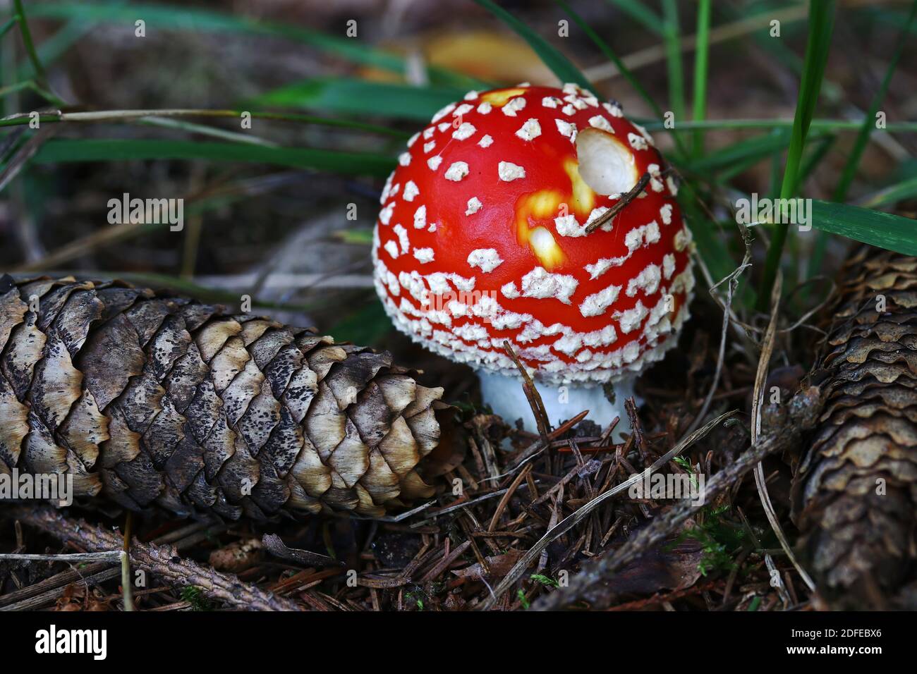 Un giovane sgabello nella foresta in autunno Foto Stock