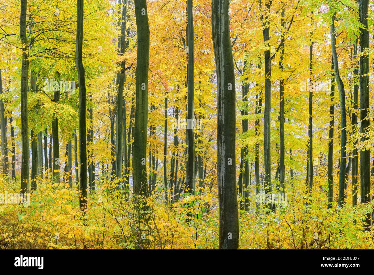 Herbstwald - Buchenwald, Jahreszeiten, Foto Stock