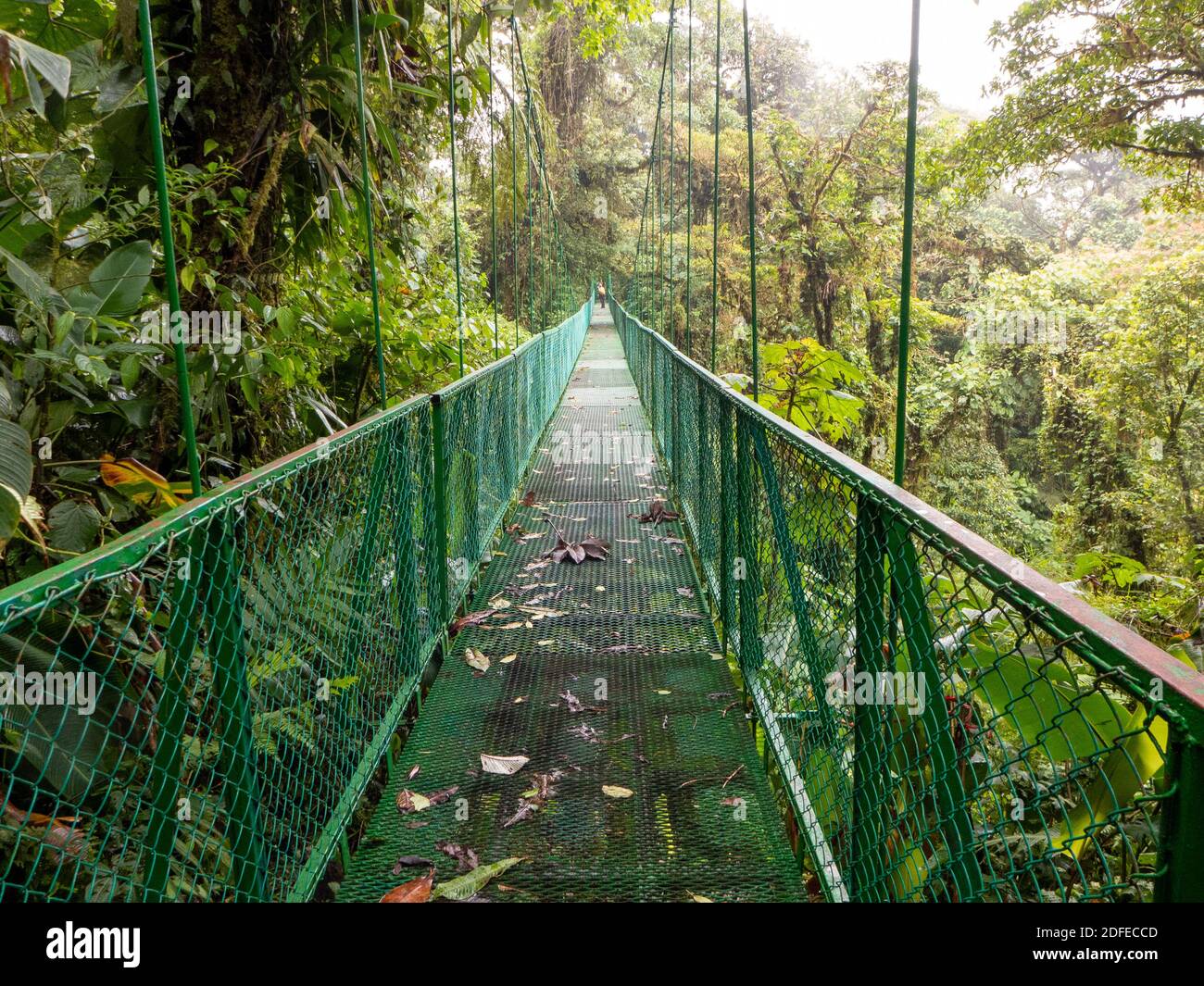 Ponte sospeso in metallo nella foresta pluviale della Costa Rica. Con una splendida vista sulle cime degli alberi della foresta tropicale. , Foto Stock
