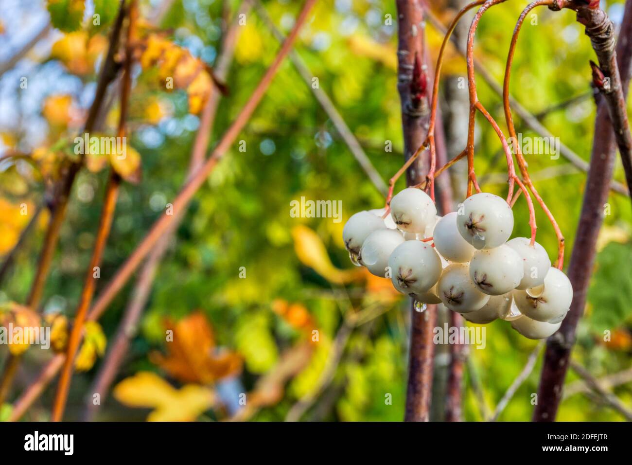 Bacche bianche su un rowan Kashmir, Sorbus cashmiriana. Foto Stock
