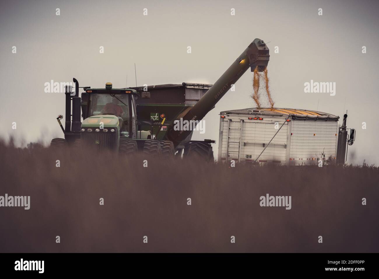 Un semi per il trasporto della granella viene caricato da un trattore John Deere e da un carro a gravità nella contea di Jackson, Indiana. La scena è parzialmente oscura dalla soia. Foto Stock