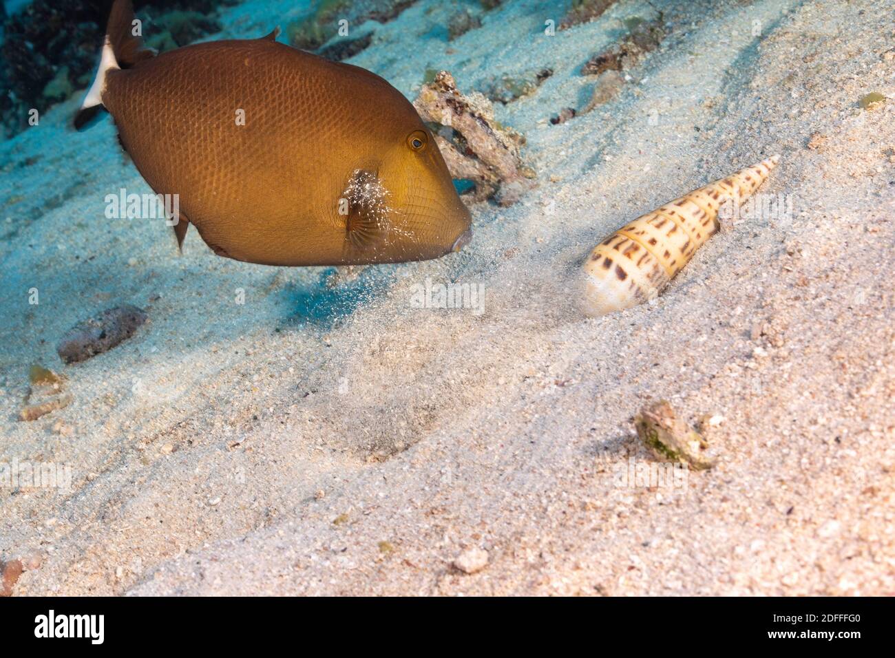 Questa è una di una serie di quattro immagini di un triggerfish bridato o mascherato, Sufflamen fraenatum, che estrae una coclea a punta di marlin, Terebra maculata, fra Foto Stock