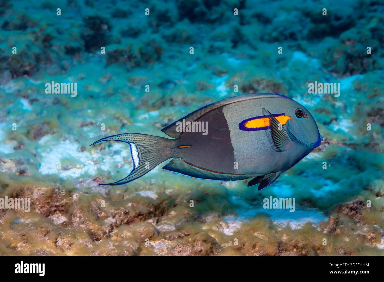 Orangeband Surgeonfish, Acanthurus olivaceus, può cambiare colore rapidamente, ma la mezza e mezza colorazione è la più comune, Hawaii. Non importa che col Foto Stock