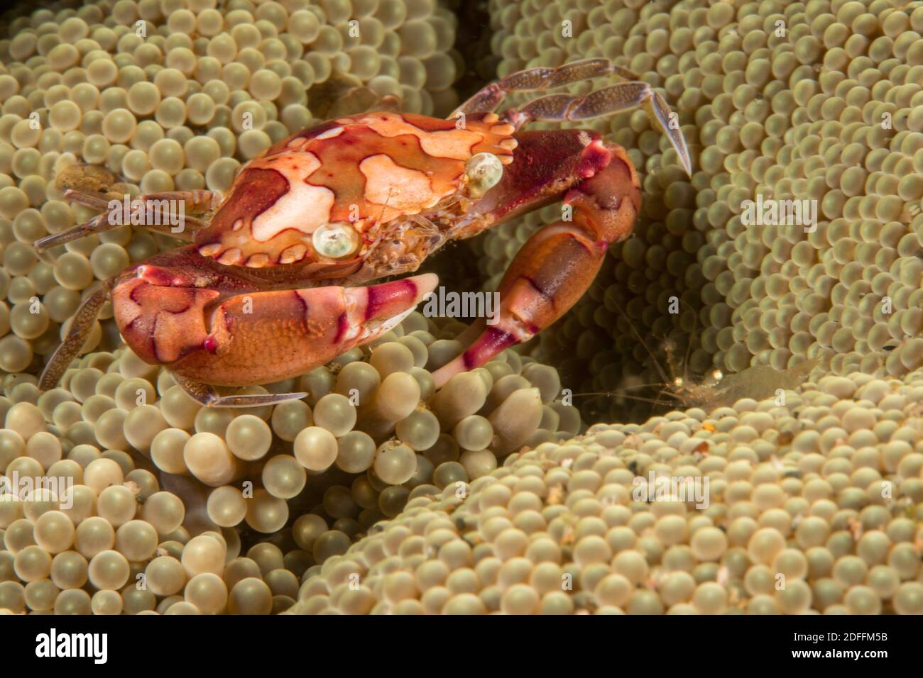 Il granchio da nuoto harlequin, Lissocarcinus laevis, vive con questo anemone marino in simbiosi, Filippine. Foto Stock