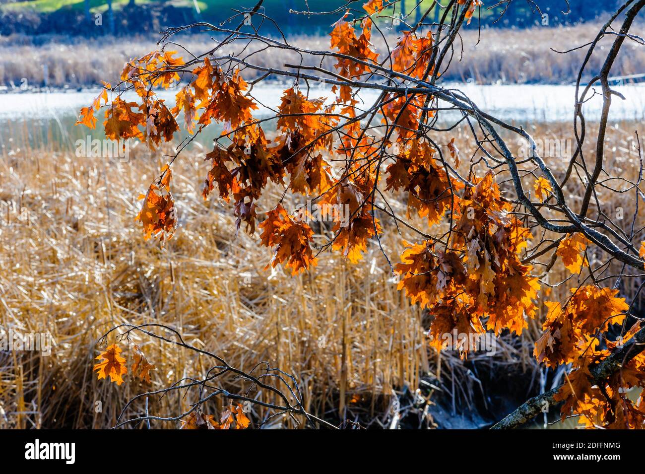 Foglie secche morte appese da rami contro stagno in inverno. Foto Stock