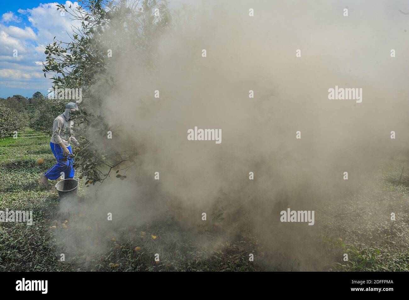 Giardiniere visto durante la raccolta di una piantagione di arance che è stata colpita da cenere vulcanica dall'eruzione del vulcano Sinabung al villaggio di Sukambelin nel distretto di Namanteran, distretto di Karo, Sumatra del Nord, Indonesia il 20 agosto 2020. I prodotti degli agricoltori hanno registrato un calo dei prezzi del 40% rispetto al prezzo normale a seguito dell'eruzione. Foto di Aditya Sutanta/ABACAPRESS.COM Foto Stock