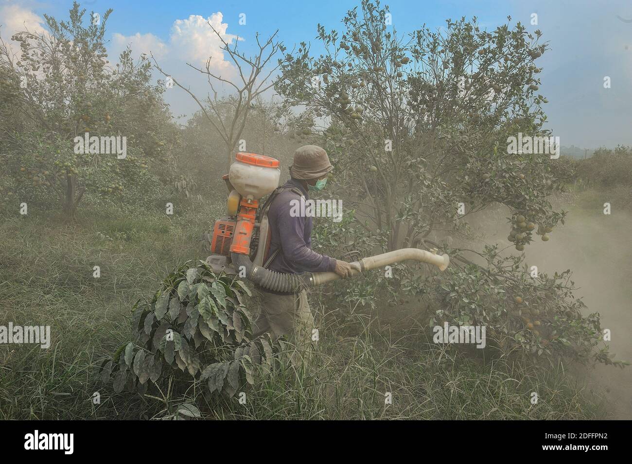 Giardiniere, S Tarigan ha visto sparare la sua piantagione di arancia che è stata colpita da cenere vulcanica dall'eruzione del vulcano Sinabung al villaggio di Sukambelin nel distretto di Namanteran, distretto di Karo, Sumatra nord, Indonesia il 20 agosto 2020. I prodotti degli agricoltori hanno registrato un calo dei prezzi del 40% rispetto al prezzo normale a seguito dell'eruzione. Foto di Aditya Sutanta/ABACAPRESS.COM Foto Stock