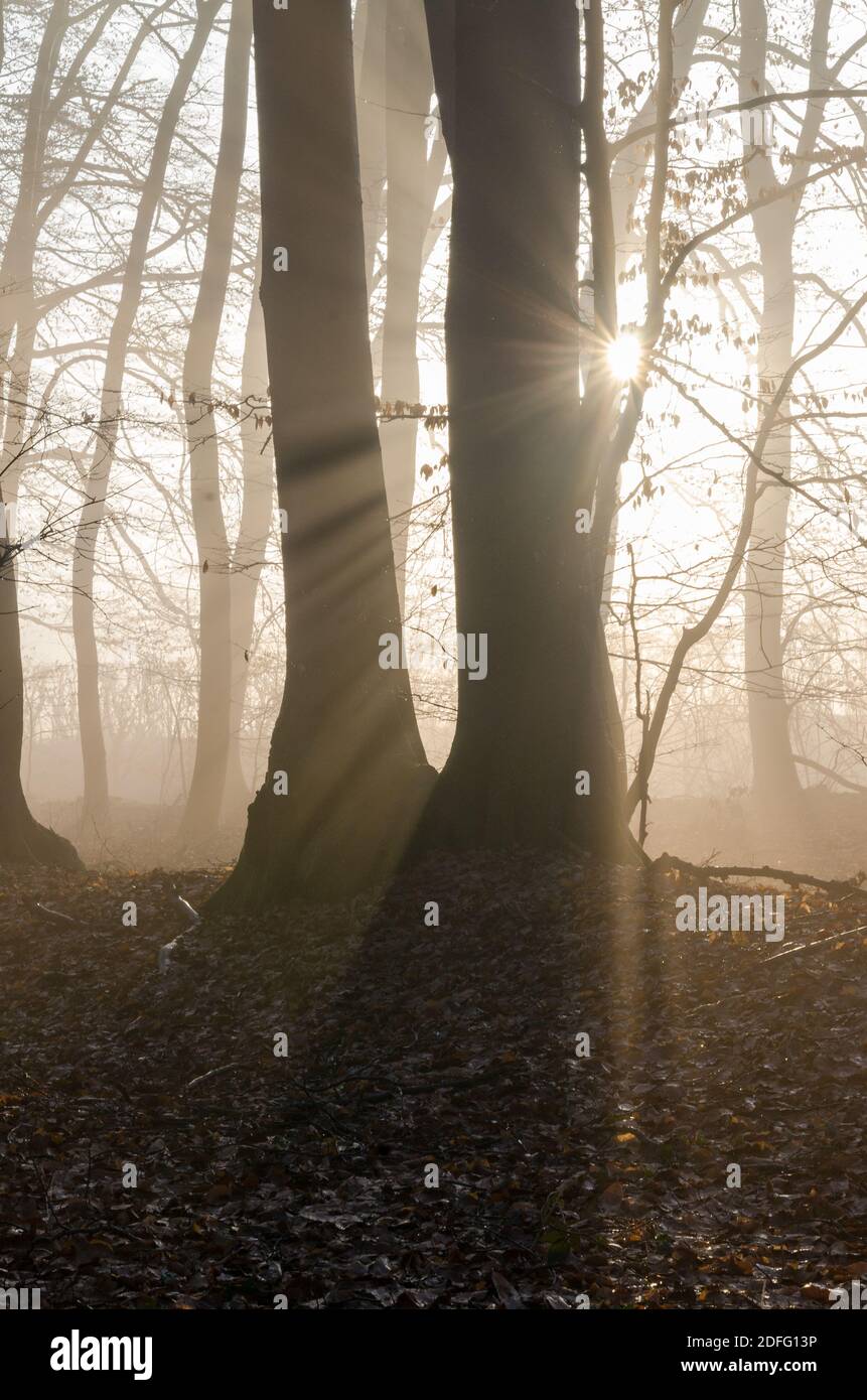 Il sole del mattino si tramonta nella foresta invernale Foto Stock