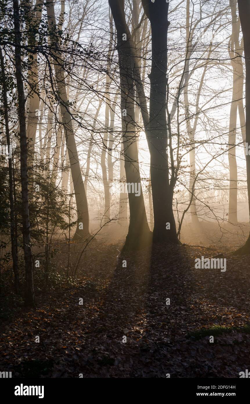 Il sole del mattino si tramonta nella foresta invernale Foto Stock