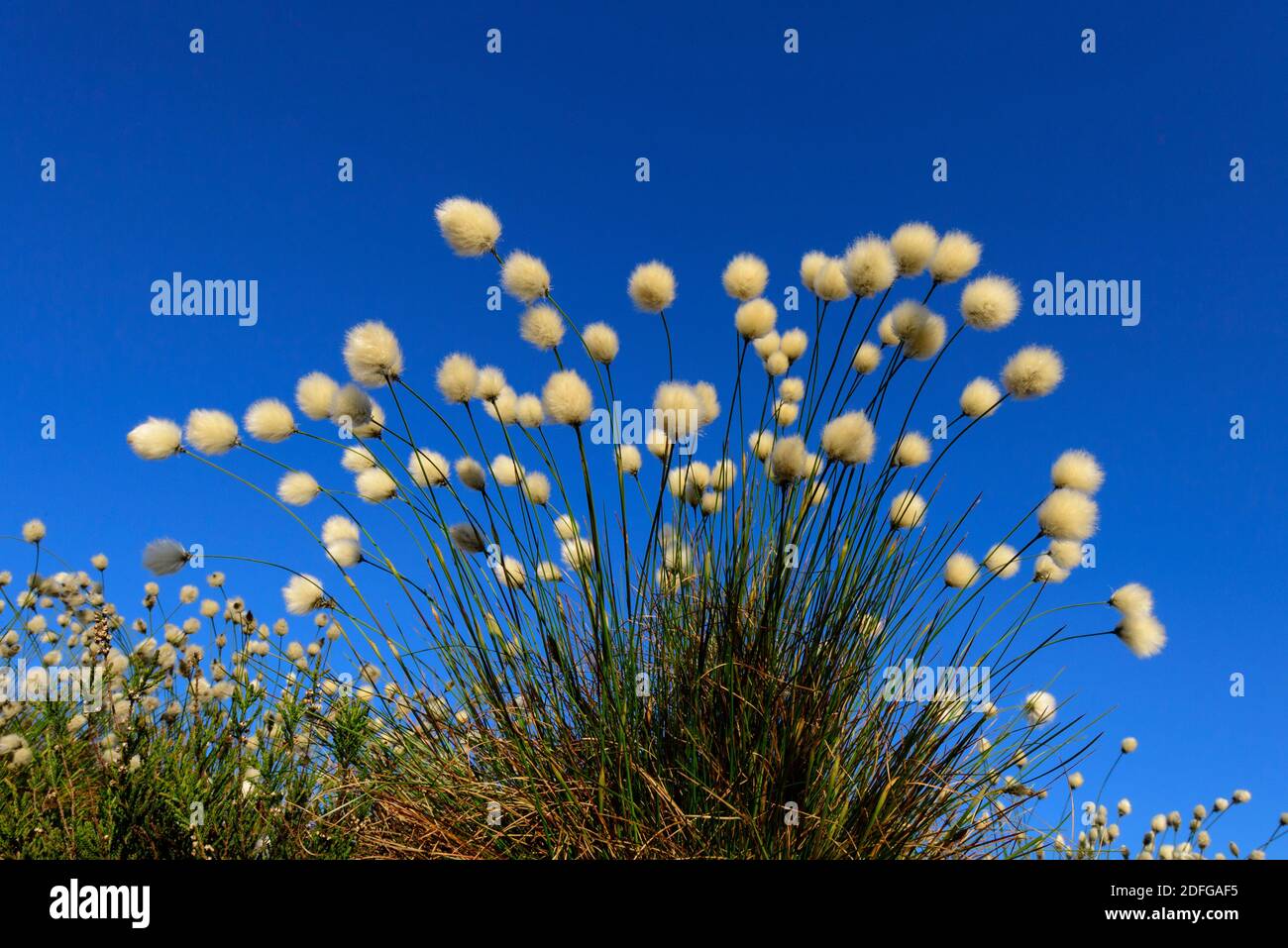 Blühendes Wollgras im Goldenstedter Moor (Eriophorum vaginatum), Foto Stock