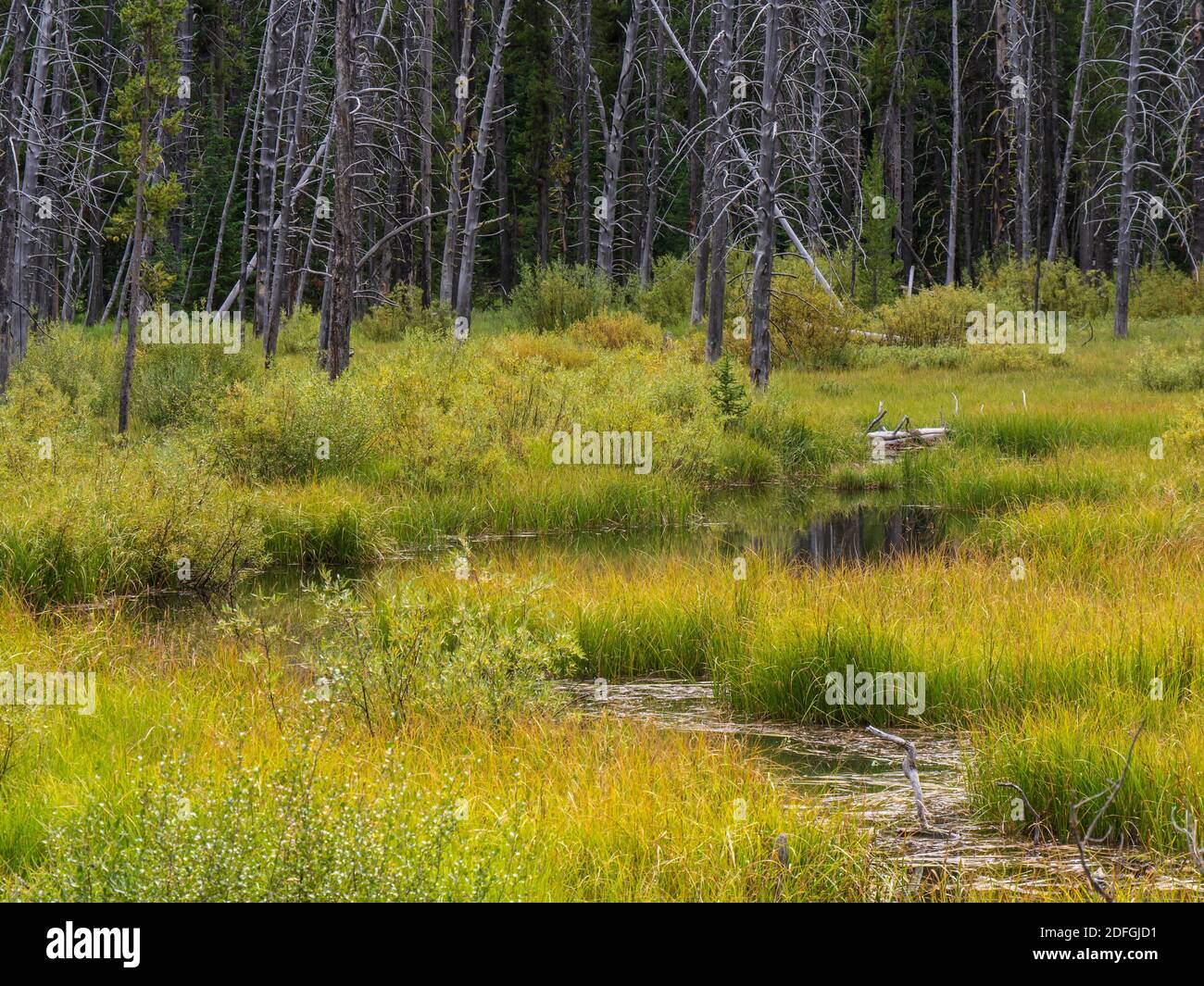 Prato e ruscello, Fishhook Creek Trail, Sawtooth National Recreational Area, Stanley, Idaho. Foto Stock