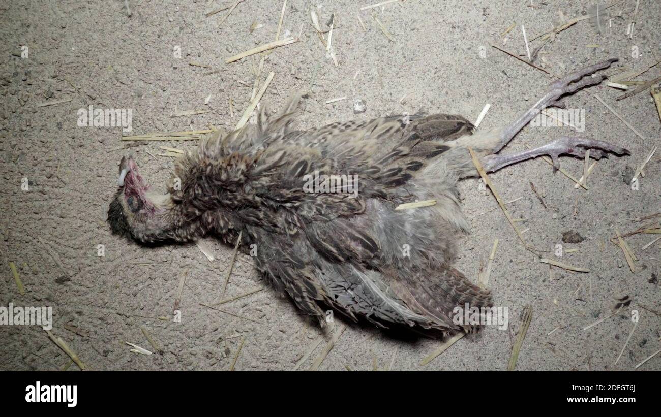 Il nuovo video sconvolgente presentato dall'organizzazione francese per i diritti degli animali L214 giovedì 24 settembre 2020, mostra Gibovendee'plant a misse, Francia occidentale. Gibovendee è un leader del mercato degli uccelli di gioco in Francia. Le immagini mostrano il destino degli uccelli in gabbie (Gibovendee annuncia che ha 300,000 uccelli in totale). Il pavimento è a rete metallica, le gabbie sono schiacciate, gli uccelli cercano di fuggire e di urtare nel soffitto delle loro gabbie. In queste condizioni promiscuo, tutti hanno un dispositivo sul beccuccio (anello o cappuccio) per evitare aggressioni tra loro, che spesso accade in questi Foto Stock