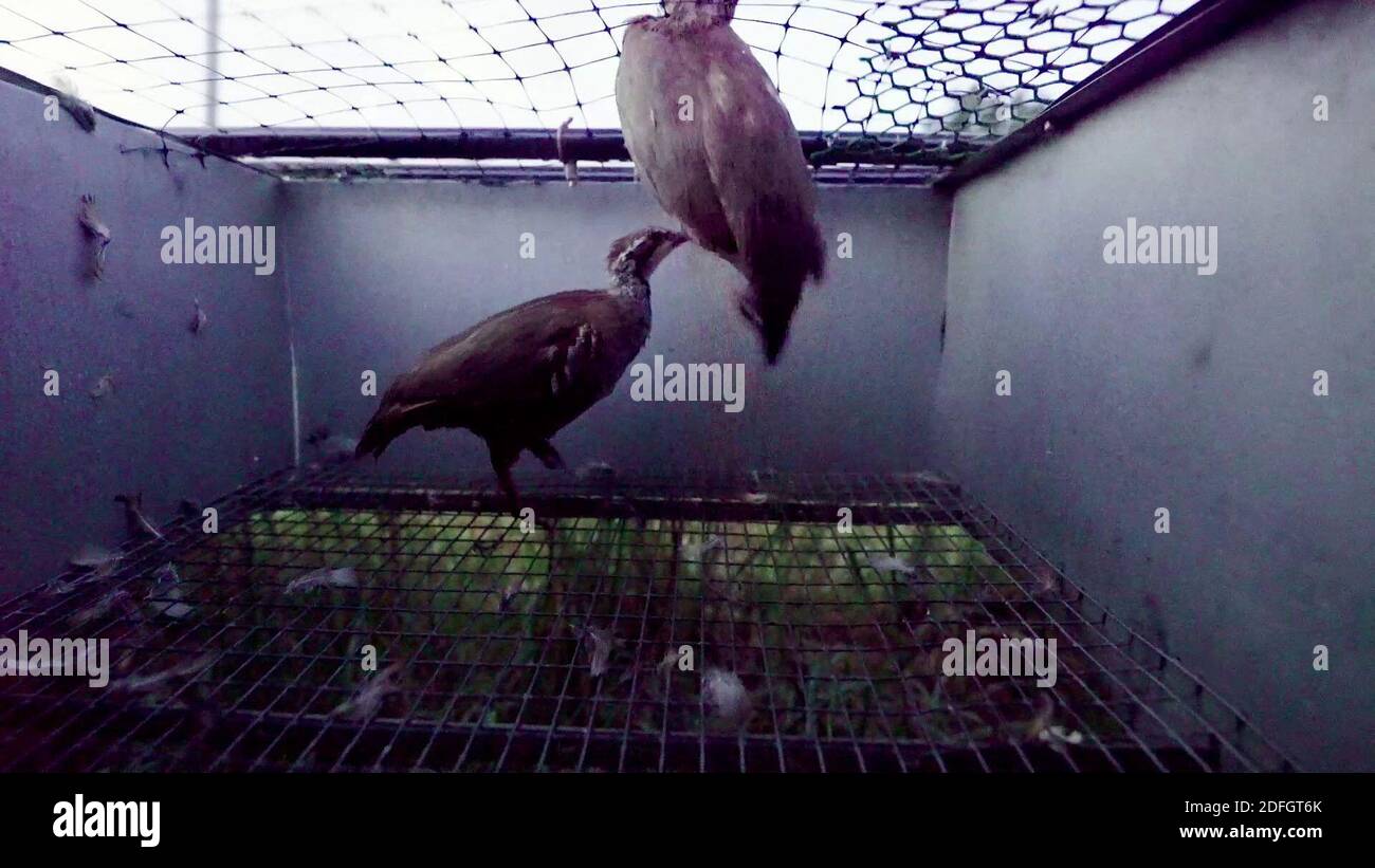 Il nuovo video sconvolgente presentato dall'organizzazione francese per i diritti degli animali L214 giovedì 24 settembre 2020, mostra Gibovendee'plant a misse, Francia occidentale. Gibovendee è un leader del mercato degli uccelli di gioco in Francia. Le immagini mostrano il destino degli uccelli in gabbie (Gibovendee annuncia che ha 300,000 uccelli in totale). Il pavimento è a rete metallica, le gabbie sono schiacciate, gli uccelli cercano di fuggire e di urtare nel soffitto delle loro gabbie. In queste condizioni promiscuo, tutti hanno un dispositivo sul beccuccio (anello o cappuccio) per evitare aggressioni tra loro, che spesso accade in questi Foto Stock