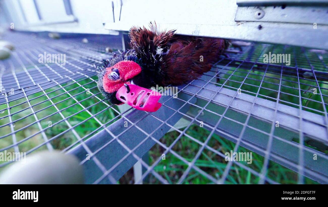 Il nuovo video sconvolgente presentato dall'organizzazione francese per i diritti degli animali L214 giovedì 24 settembre 2020, mostra Gibovendee'plant a misse, Francia occidentale. Gibovendee è un leader del mercato degli uccelli di gioco in Francia. Le immagini mostrano il destino degli uccelli in gabbie (Gibovendee annuncia che ha 300,000 uccelli in totale). Il pavimento è a rete metallica, le gabbie sono schiacciate, gli uccelli cercano di fuggire e di urtare nel soffitto delle loro gabbie. In queste condizioni promiscuo, tutti hanno un dispositivo sul beccuccio (anello o cappuccio) per evitare aggressioni tra loro, che spesso accade in questi Foto Stock