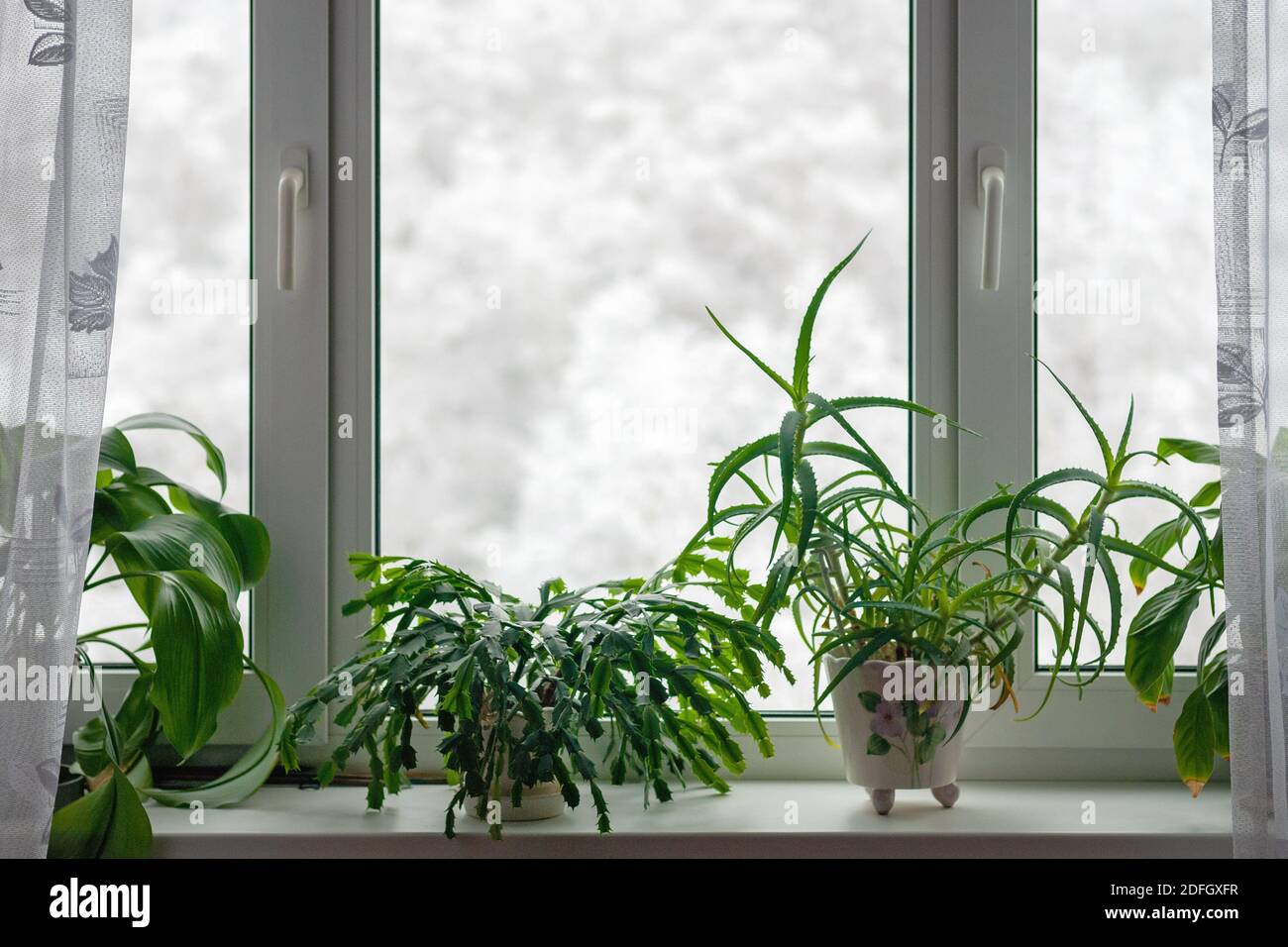 Piante di casa che crescono sul davanzale in stagione invernale contro gli alberi in neve dietro il finestrino Foto Stock