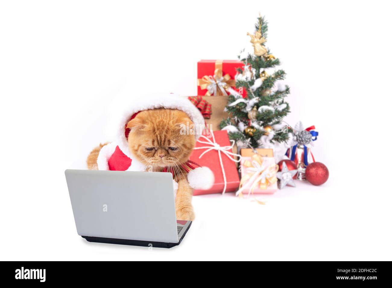 Piccolo gatto che indossa babbo natale con computer portatile alla ricerca di regalo di natale su sfondo bianco. Foto Stock