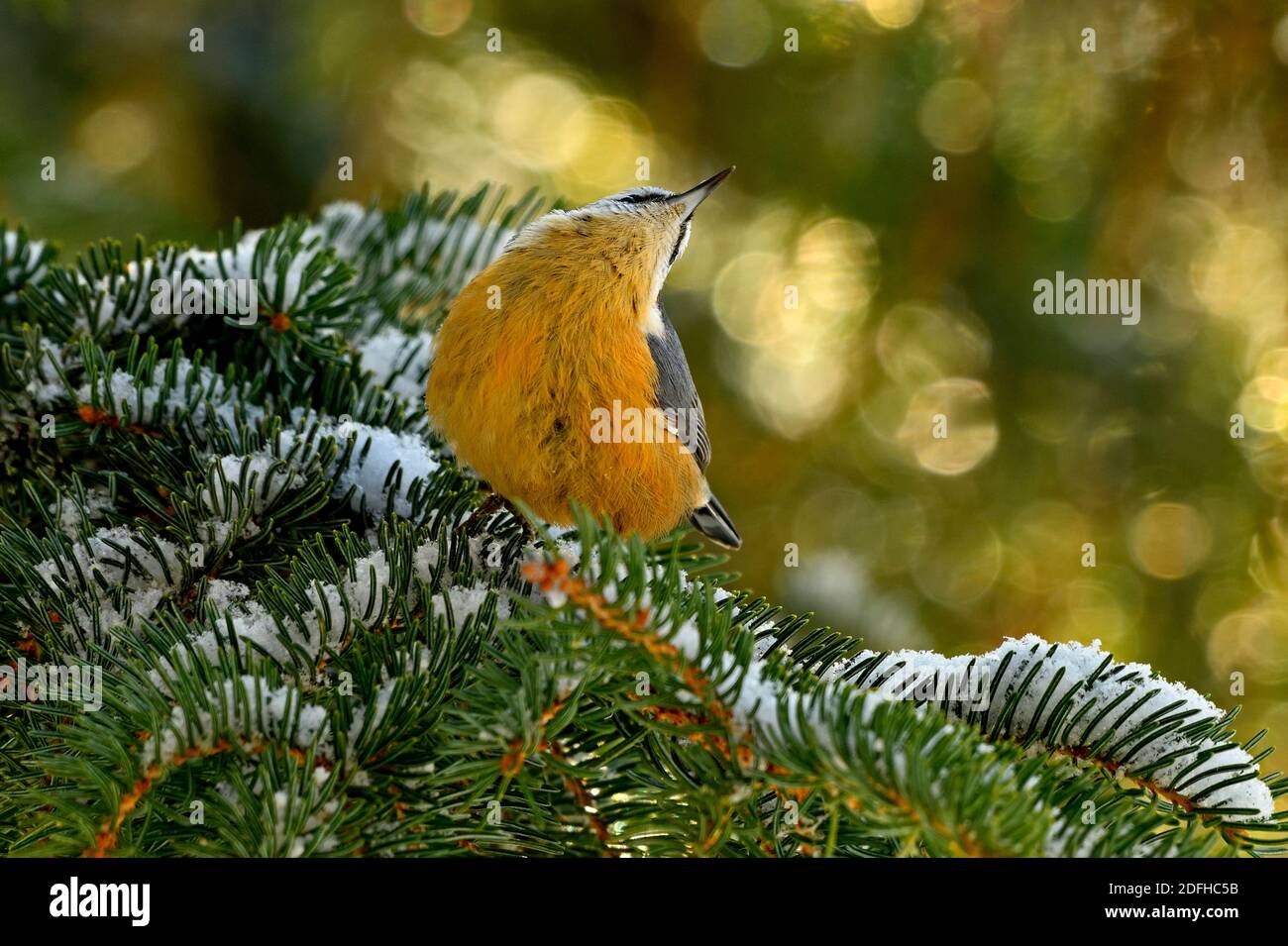 Un Nuthatch rosso 'itta canadensis', appollaiato su un ramo verde innevato di abete rosso in cerca di qualsiasi segno di pericolo in Alberta rurale può Foto Stock