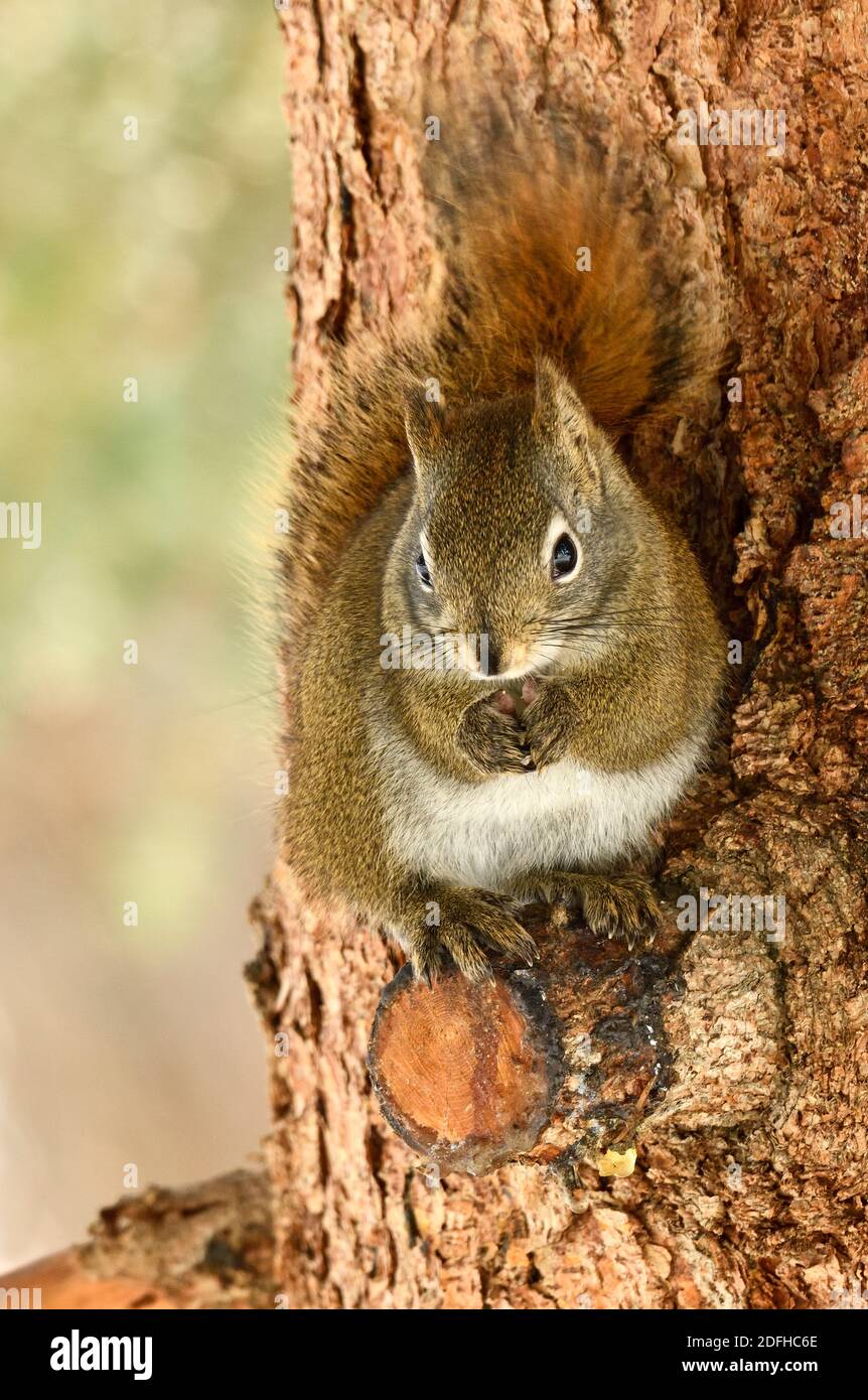 Un'immagine verticale di uno scoiattolo rosso 'Tamiasciurus hudsonicus', seduto su un ramo tagliato di abete rosso che pulisce le zampe anteriori nella campagna Alberta Canada. Foto Stock