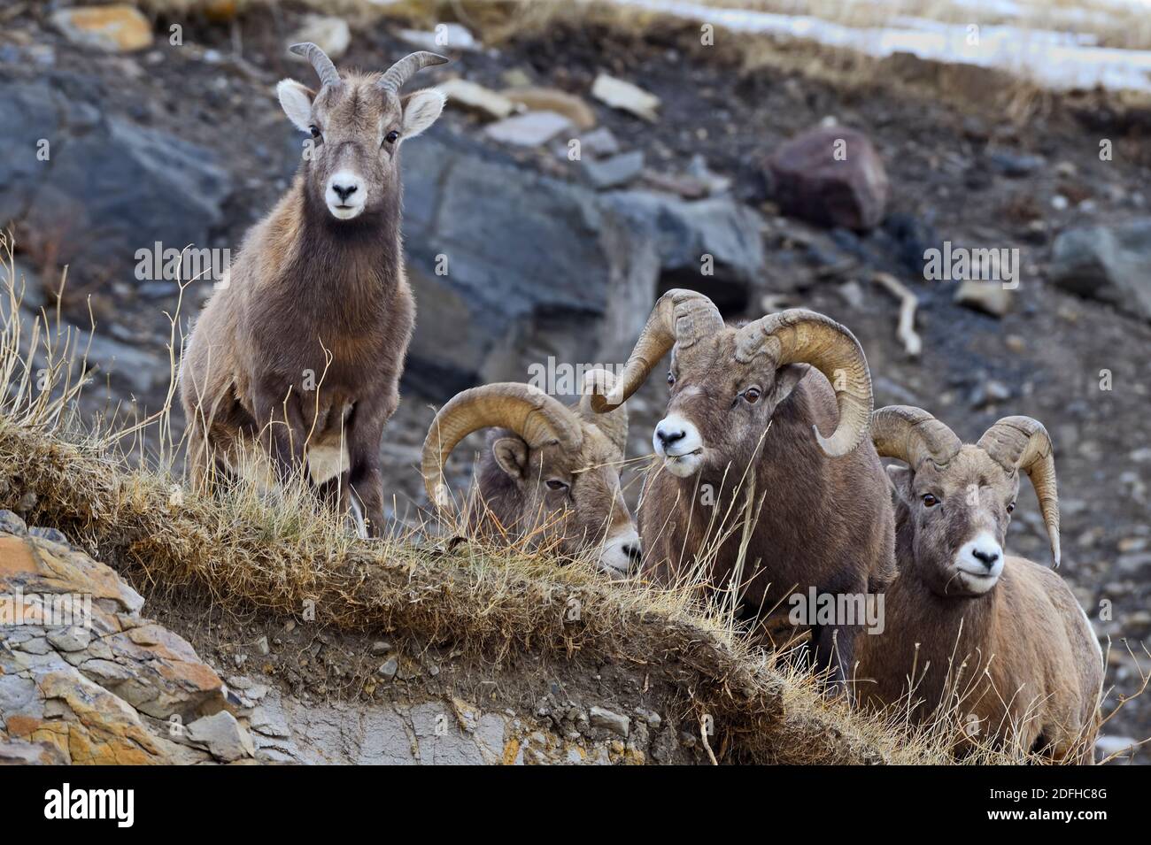Guardando su un gregge di pecore rocciose di montagna 'Ovis canadensis', su una sporgenza che forava e riposava nelle montagne rocciose in Alberta Canada. Foto Stock