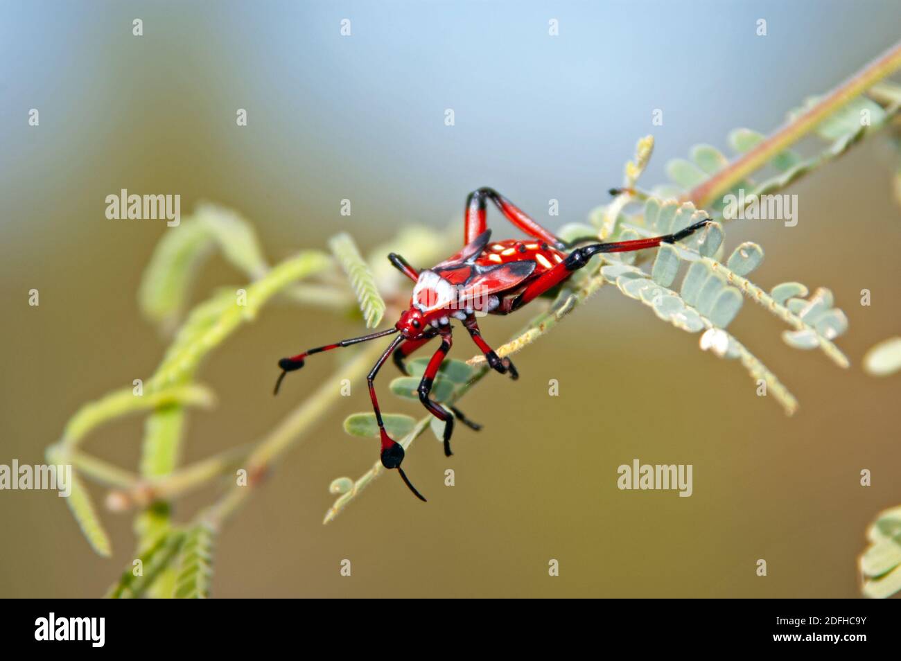 Mesquite gigante Bug Nymph (Thasus neocalifornicus) Foto Stock