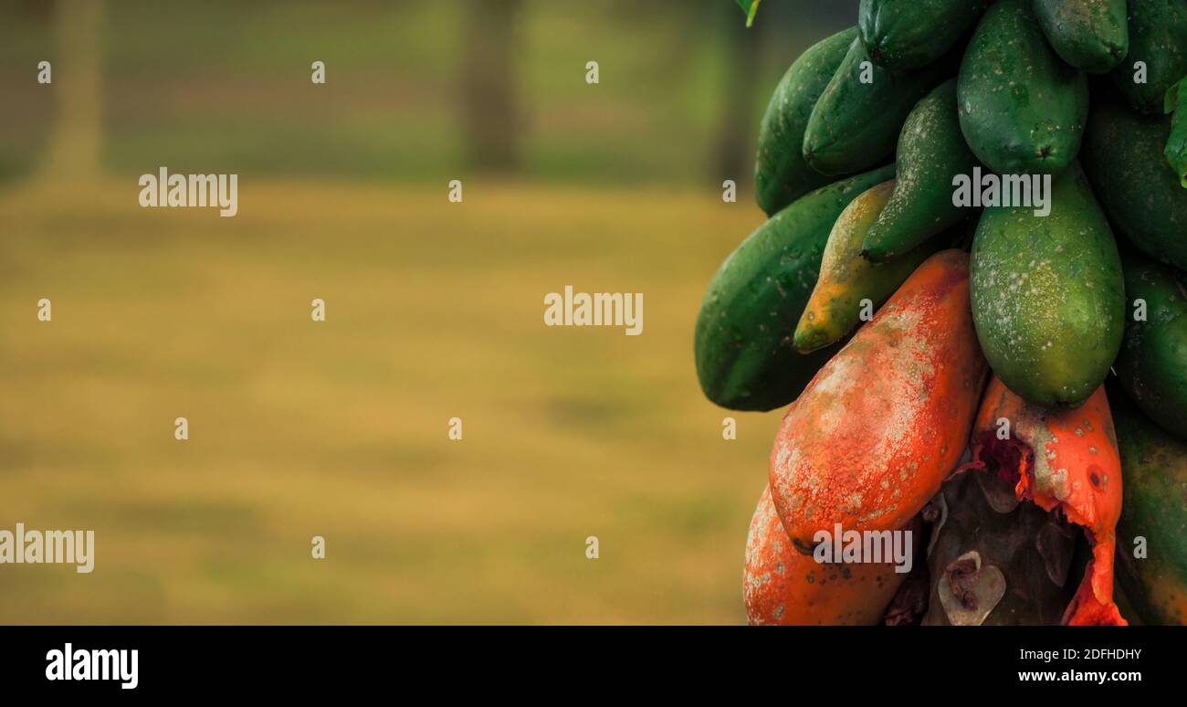 Grande immagine di un albero di papaia con fuoco selettivo e primo piano sul frutto maturo, immature e ipermaturo di papaia. Sfondo sfocato con spazio di copia Foto Stock