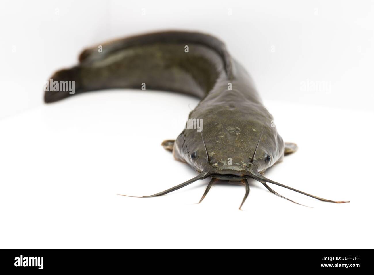 Big Oui Catfish, pesce gatto agricoltura isolato su uno sfondo bianco. Pesce d'acqua dolce che sono cibo e pesce economico per i pescatori in Thailandia. Foto Stock