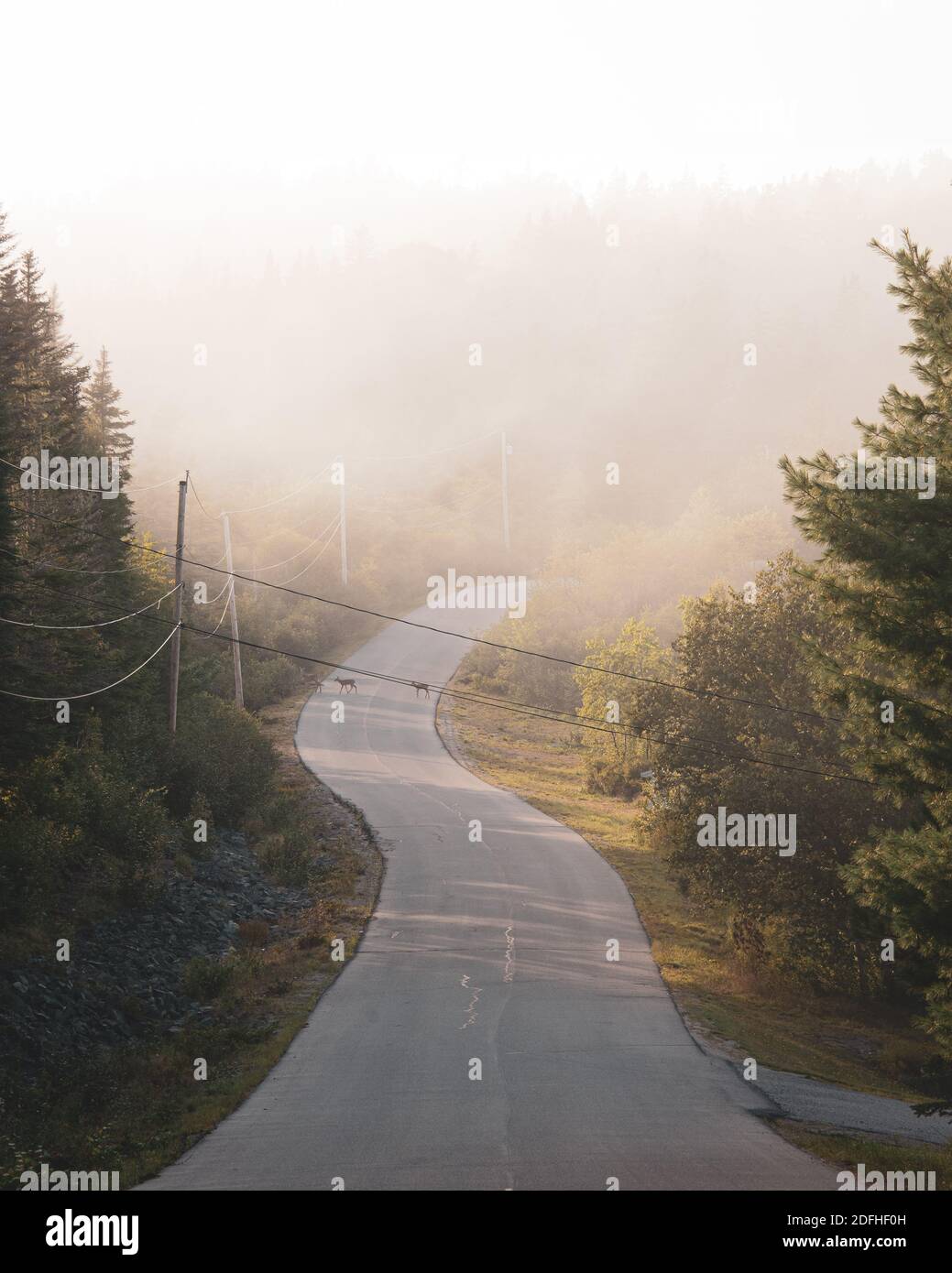 Una strada in nebbia, a Cutler, Maine Foto Stock