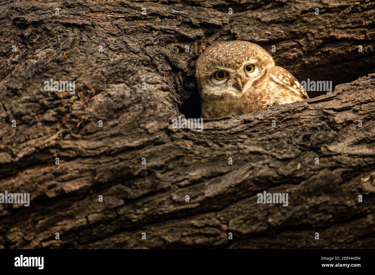 Avvistò owlet o Athene brama nel suo nido a keoladeo ghana parco nazionale o bharatpur uccelli santuario rajasthan india Foto Stock