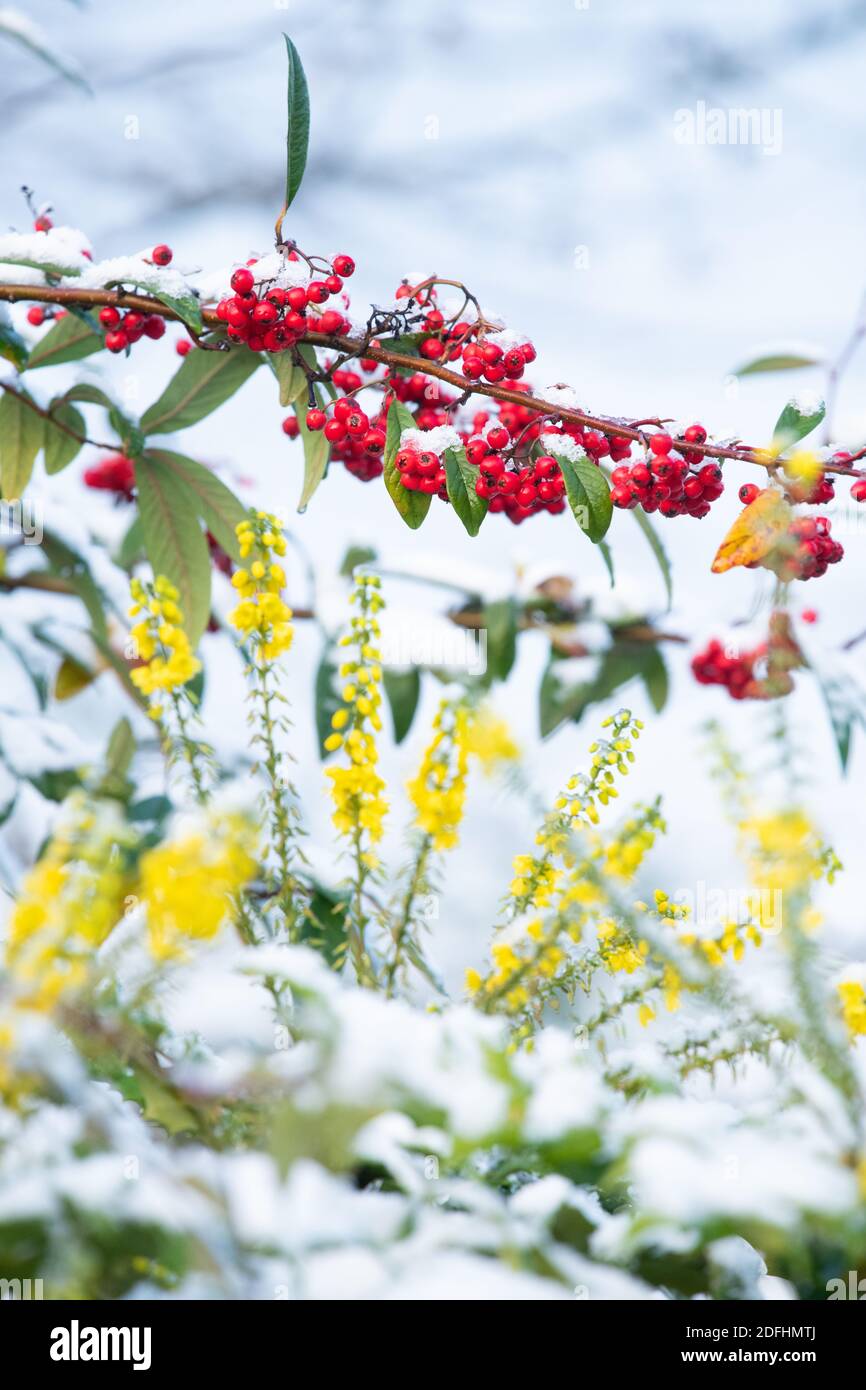 Colore giardino invernale con fiori e bacche - mahonia e. cotoneaster coperto di neve - Regno Unito Foto Stock