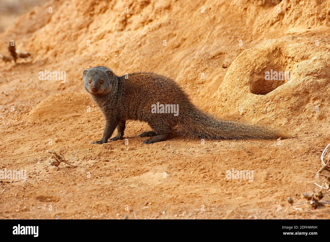 Oca nana, parvula elogale, Adulti in piedi sulla collina di Termite, Parco Masai Mara in Kenya Foto Stock