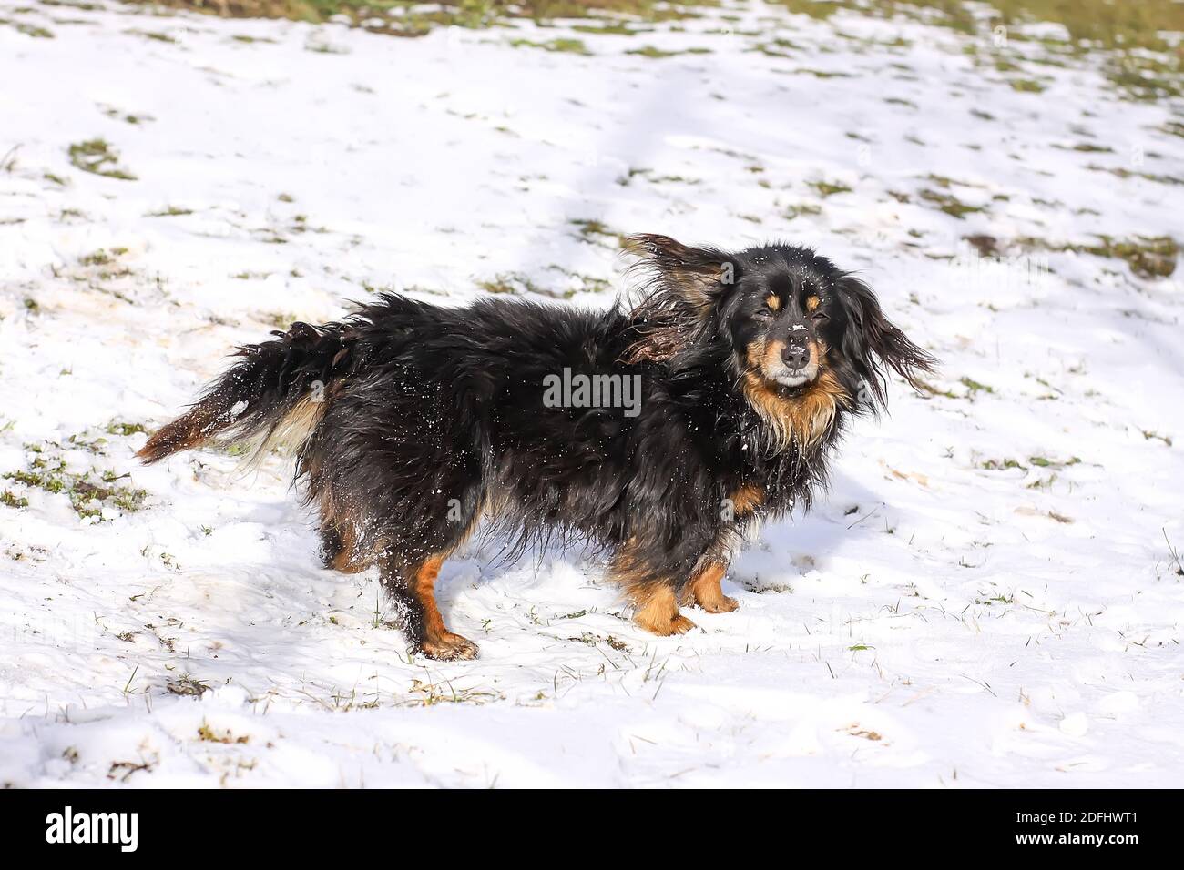 Adulto sano cane mongrel attivo nella neve Foto Stock