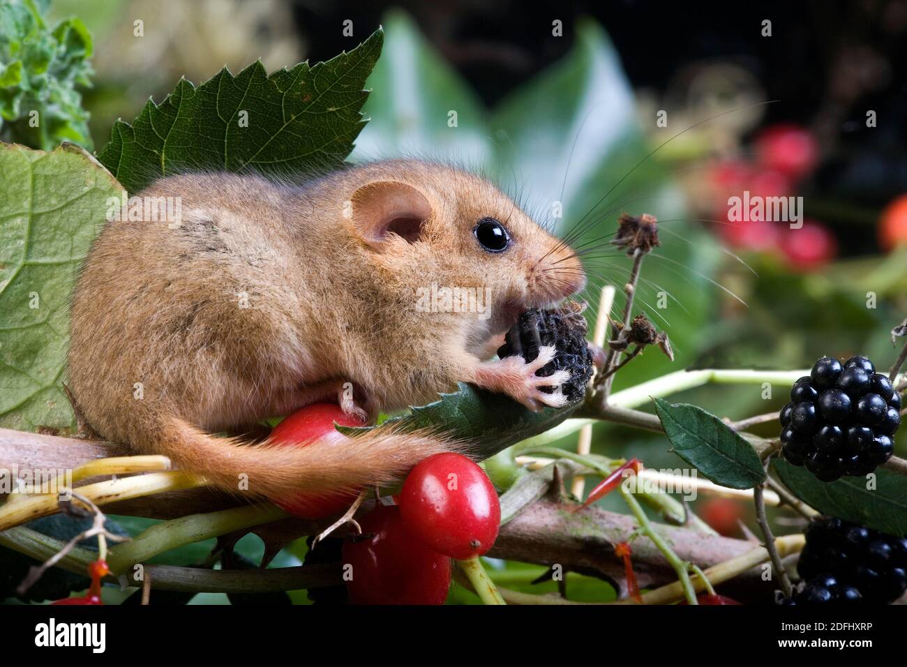 Moscardino, Muscardinus avellanarius, Adulti mangiare Blackberry, Normandia Foto Stock