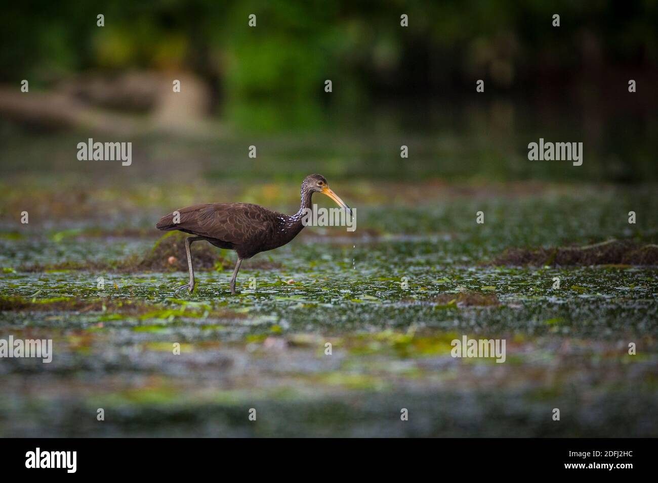 Limpkin, Aramus guarauna, sul lago di Gatun, provincia di Colon, Repubblica di Panama. Foto Stock