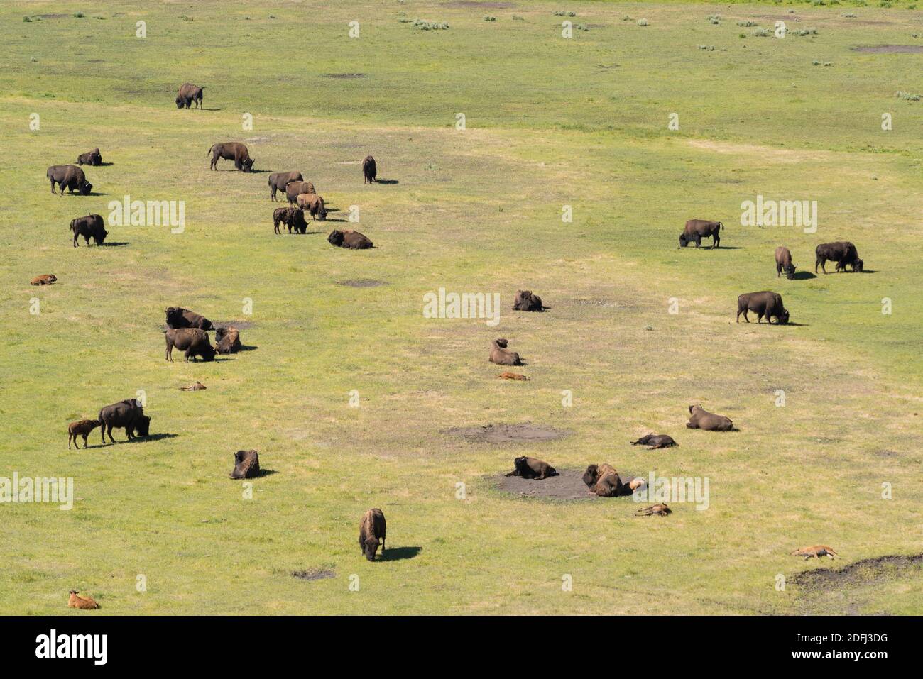 Mandria di bisonti che pascolano e riposano nella Valle di Lamar, Parco Nazionale di Yellowstone. Foto Stock