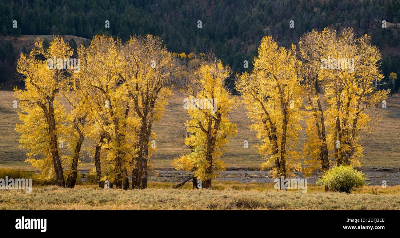 Pioppi neri americani alberi in Lamar Valley, il Parco Nazionale di Yellowstone, Wyoming. Foto Stock
