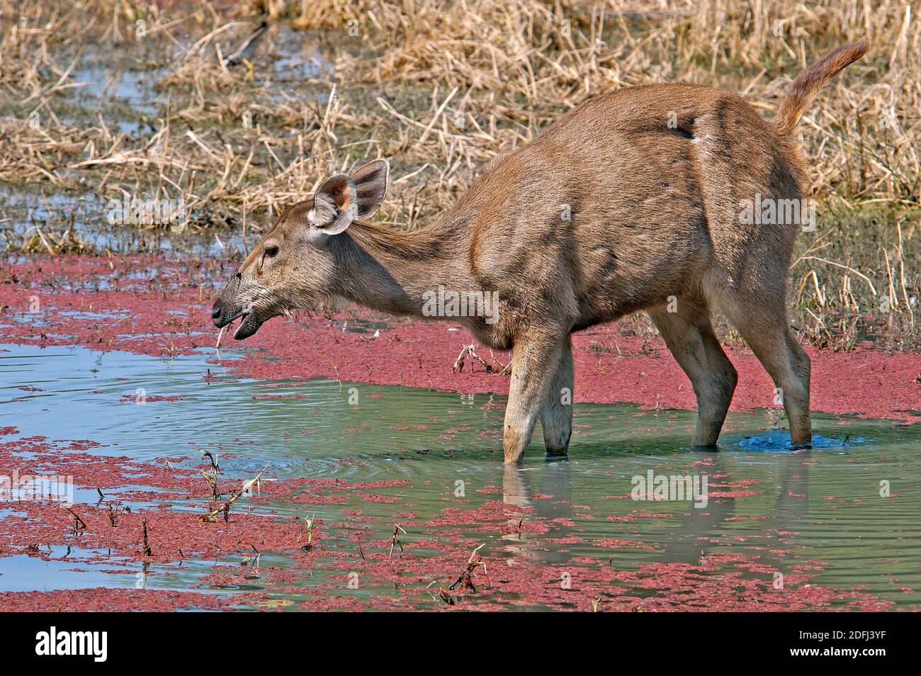 Sambar, un grande deerin India Foto Stock