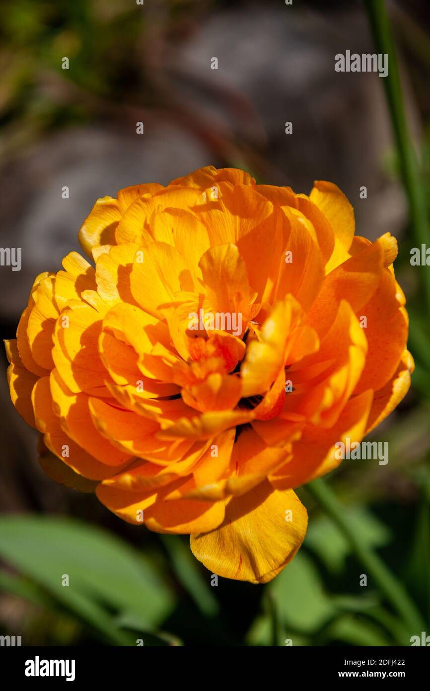 Un bel tulipano arancione terry primo piano Foto Stock