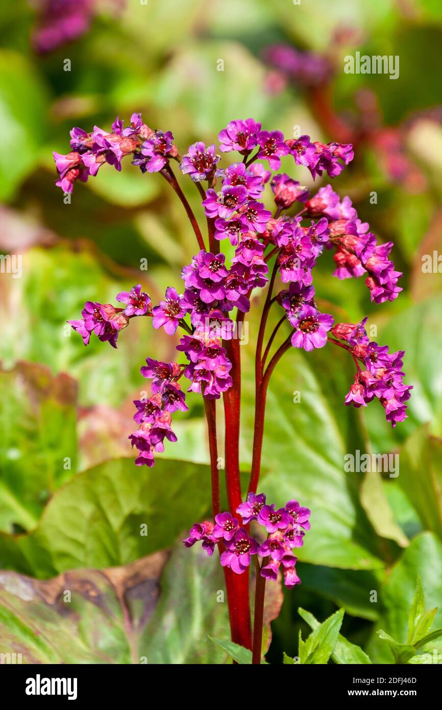 Infiorescenza decorativa di Badan (crassifolia di Bergenia) con fiori rosa Foto Stock