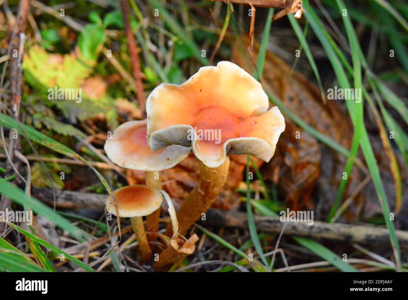 Fungo arancione, Alaska Foto Stock