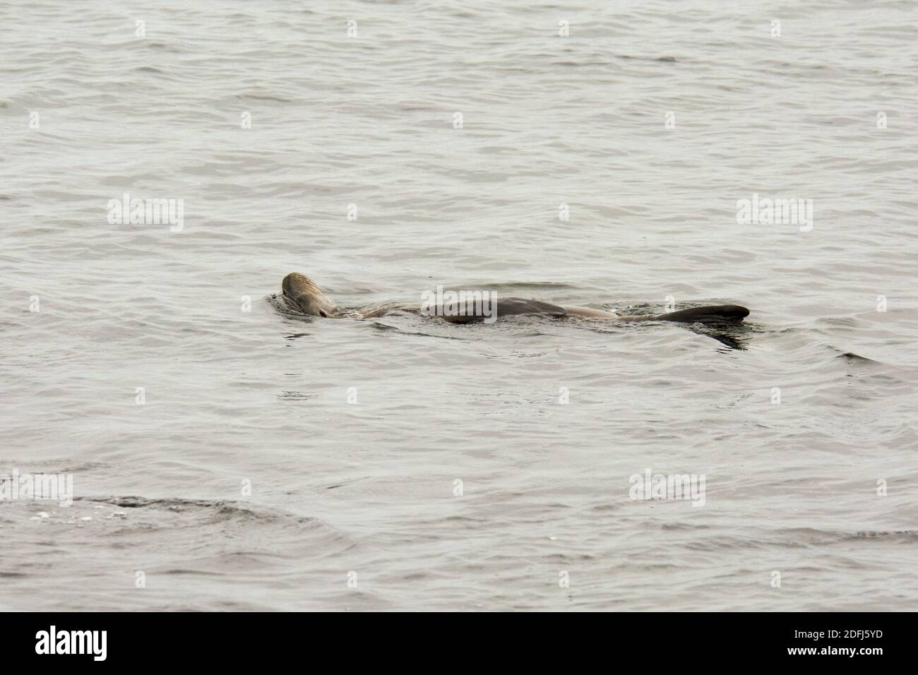 Galápagos leone di mare che nuota nell'acqua di fronte a Puerto Egas a Santiago delle Isole Galapagos. Foto Stock